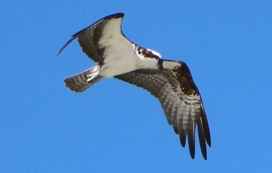 Osprey in flight