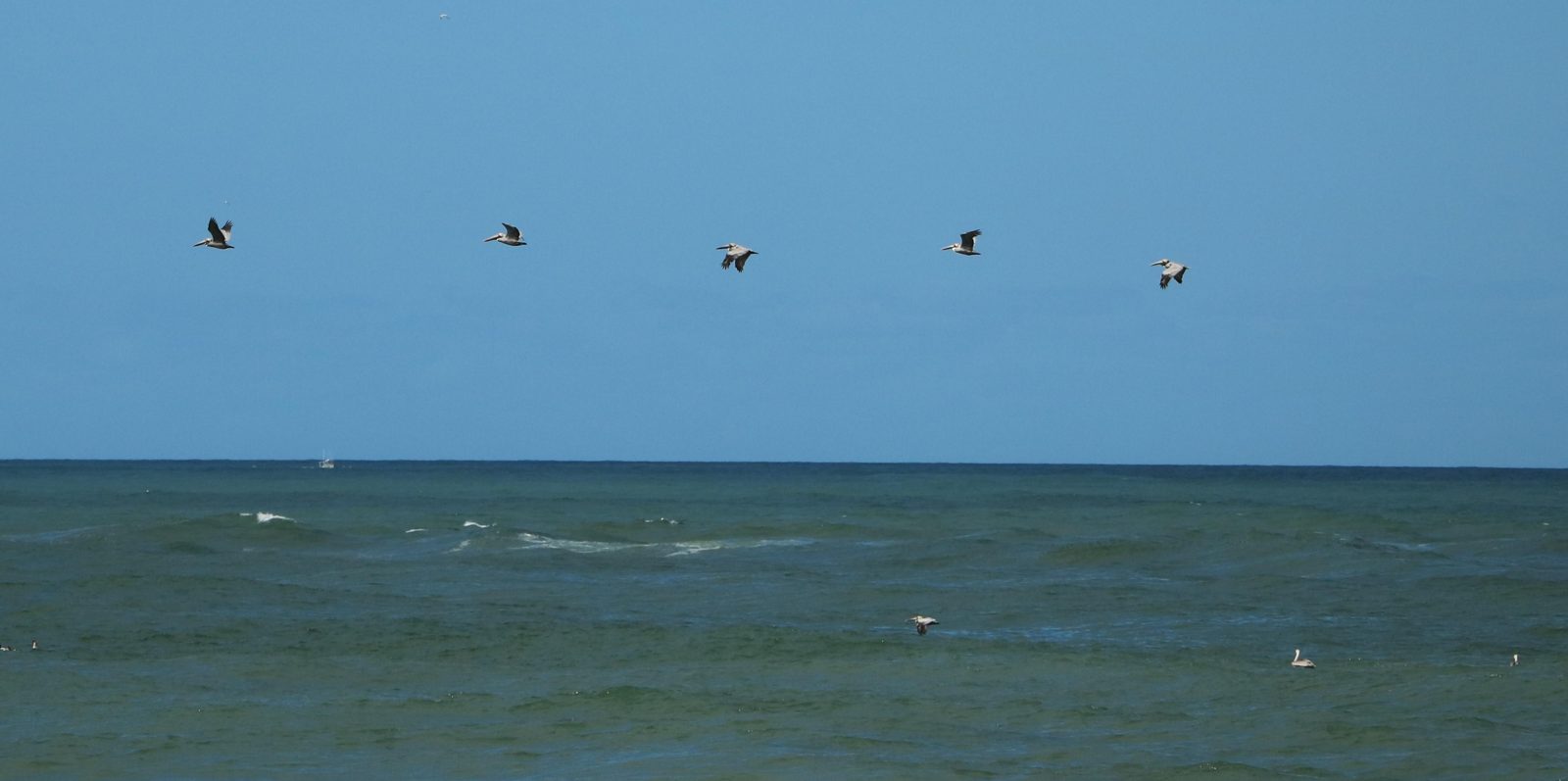 Brown pelicans over the ocean