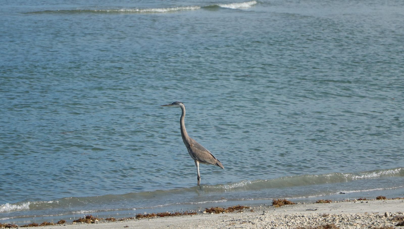 Great blue heron in shallow surf