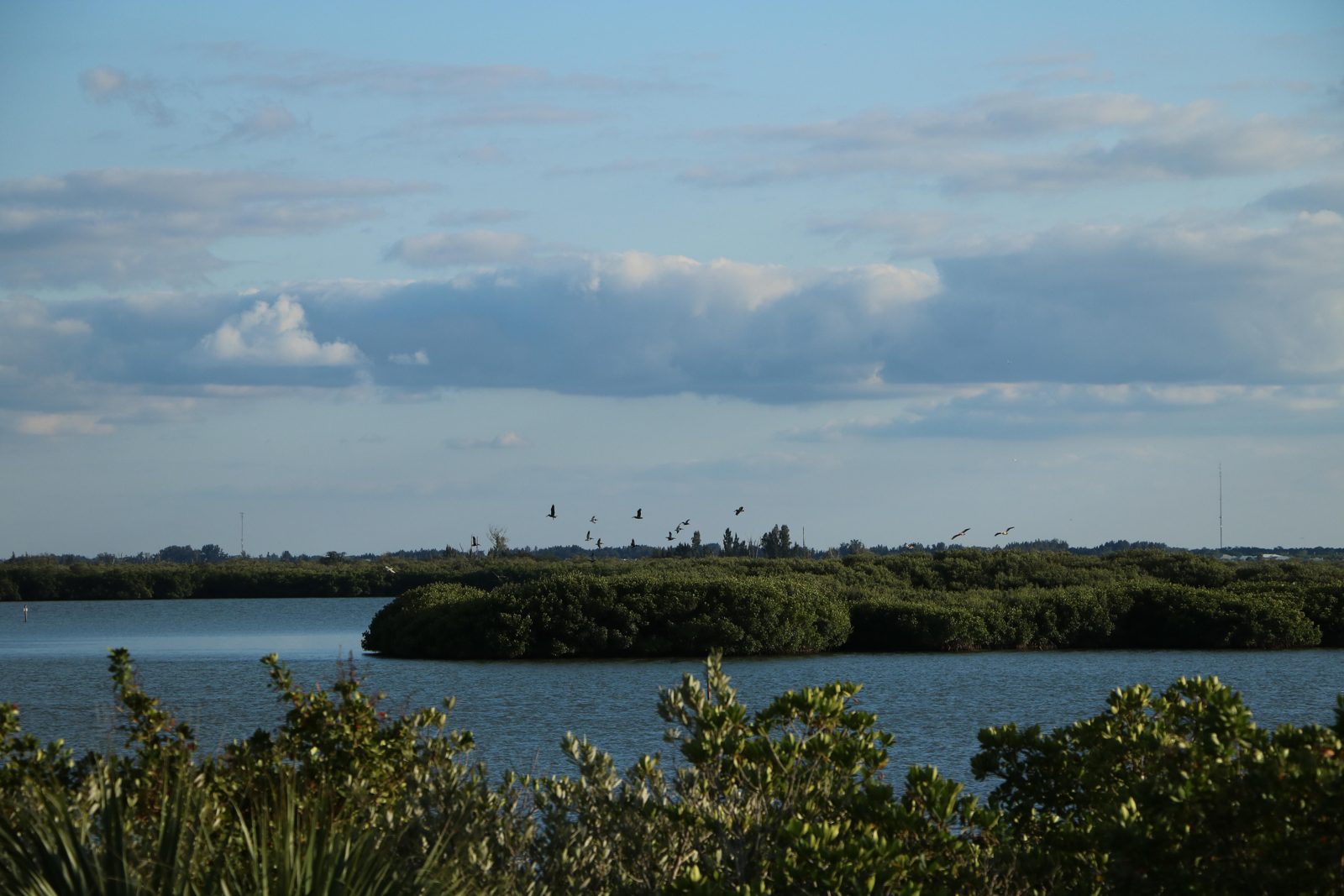 Flock of brown pelicans flying over mangroves