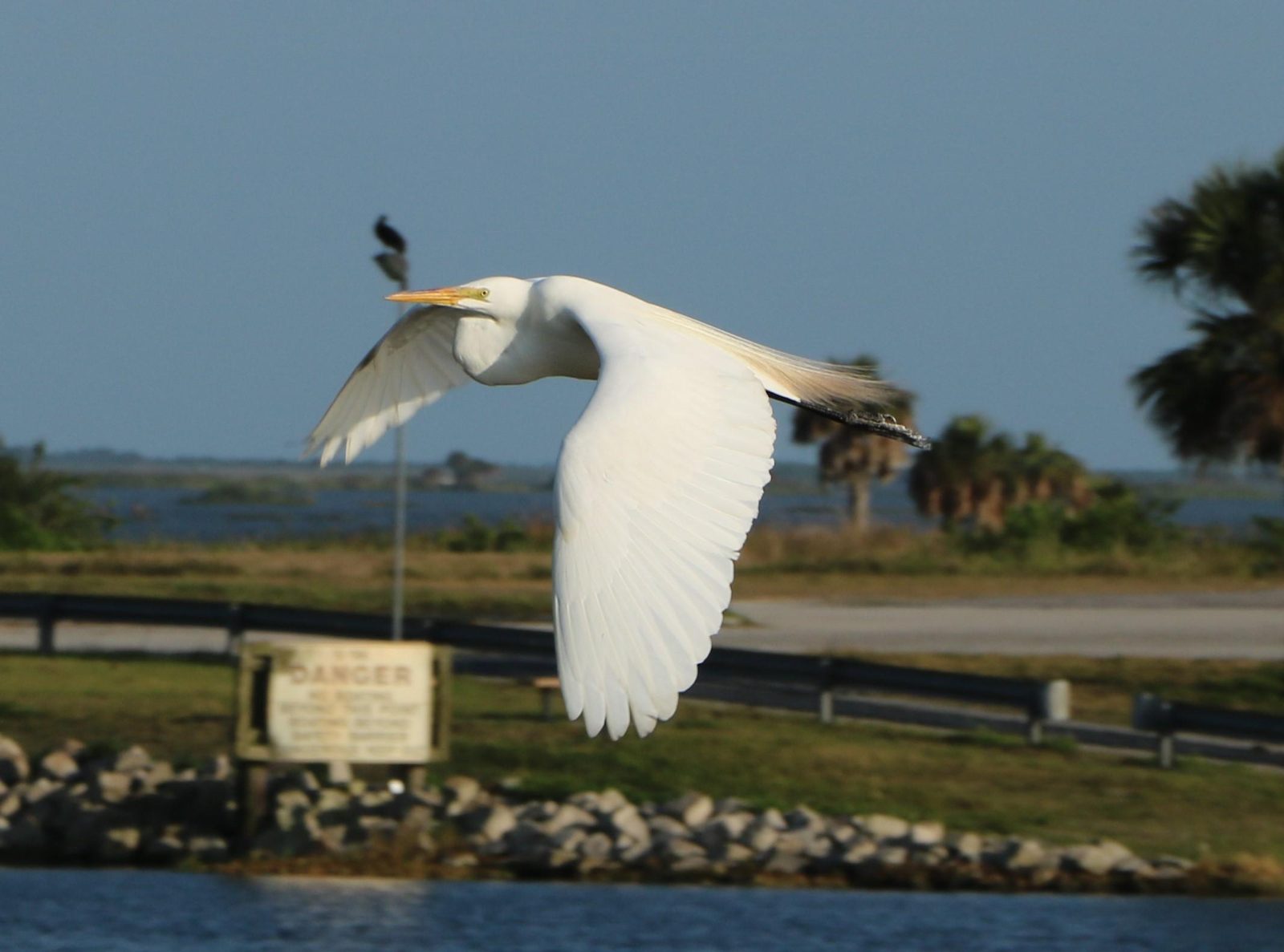Great egret in flight over a coastal lagoon