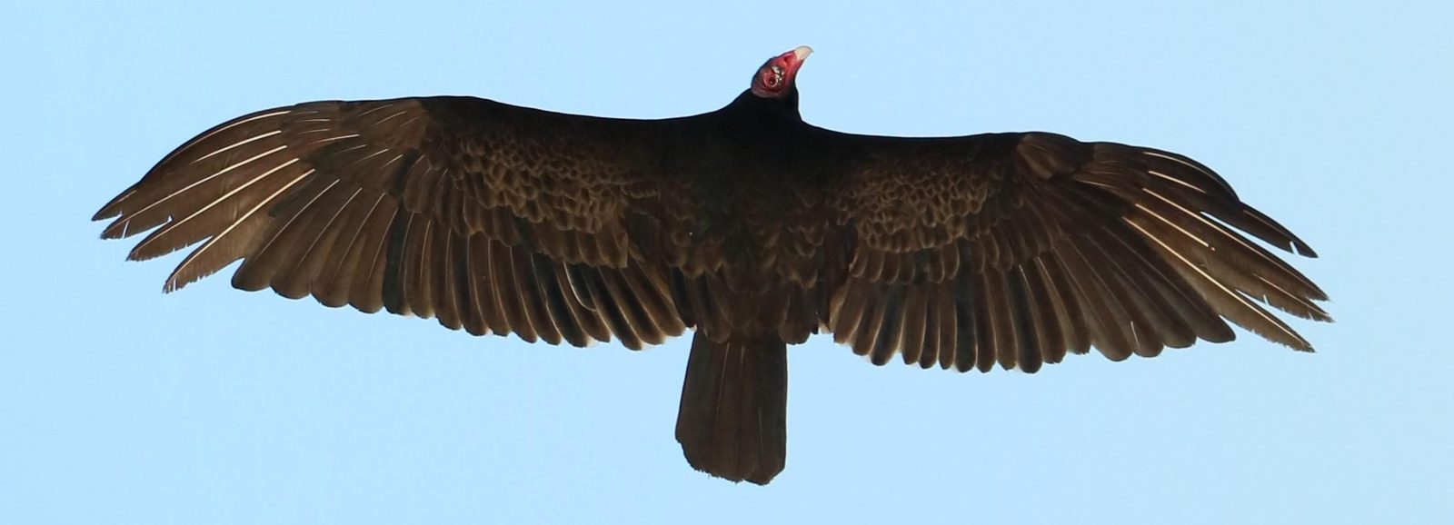 Turkey vulture soaring with wings fully spread against a blue sky