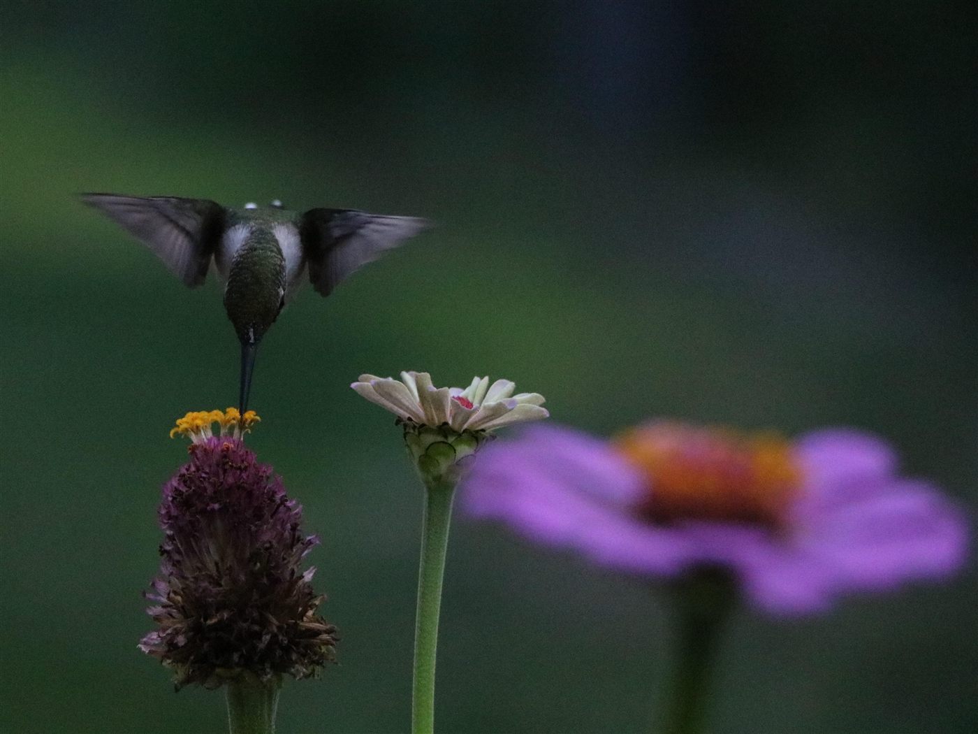 Female or immature ruby-throated hummingbird hovering at a purple flower with yellow florets