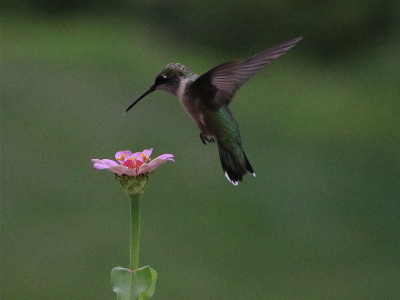 Ruby-throated hummingbird hovering above a pink flower