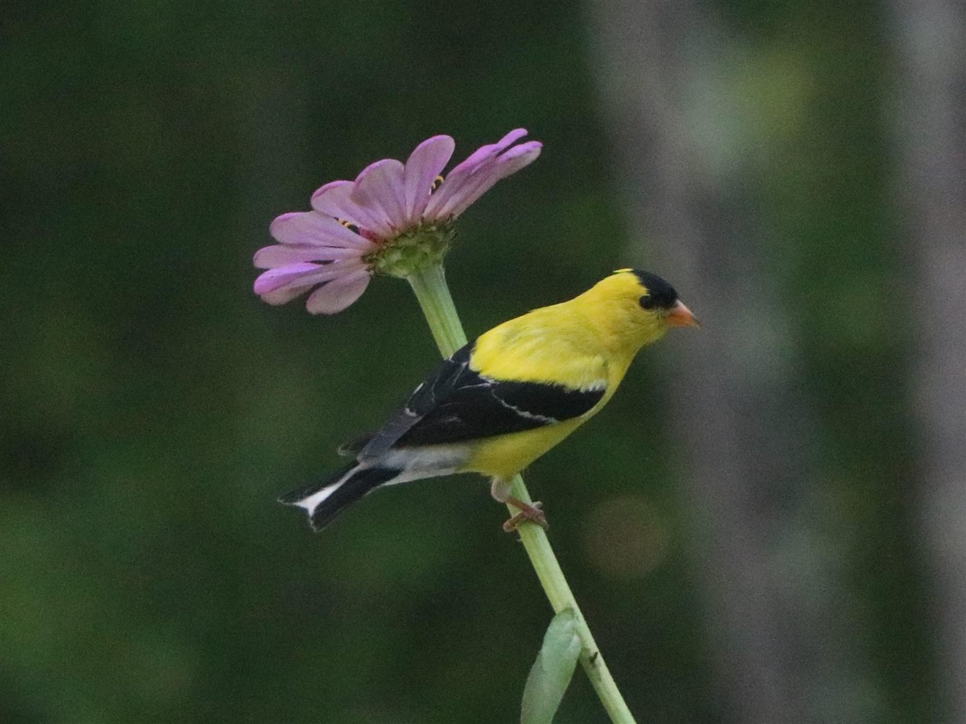 Breeding male American Goldfinch with bright yellow body and black forehead