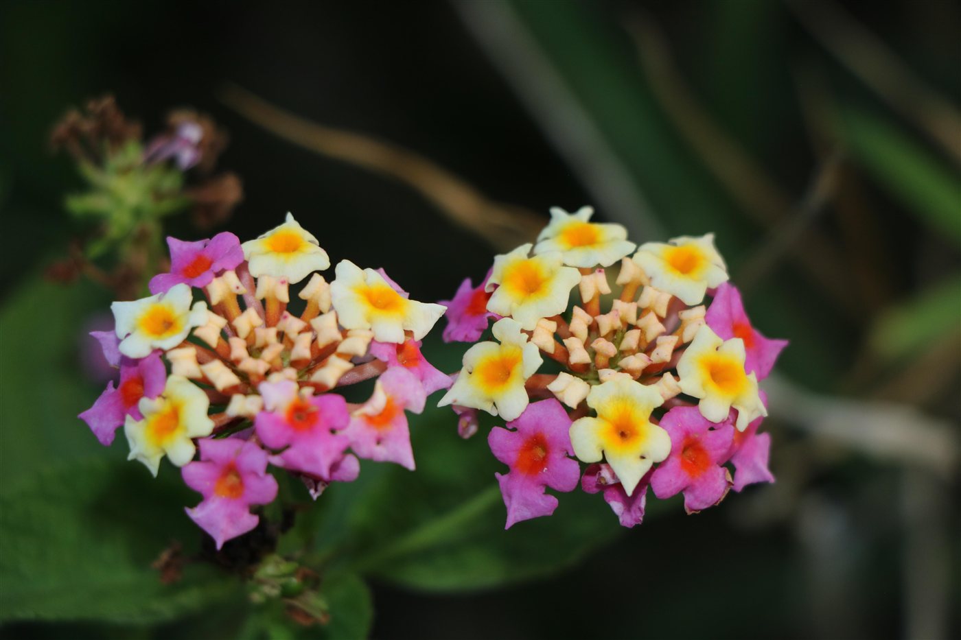 Pink and yellow lantana clusters