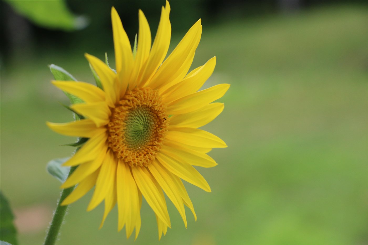 Yellow sunflower in full bloom