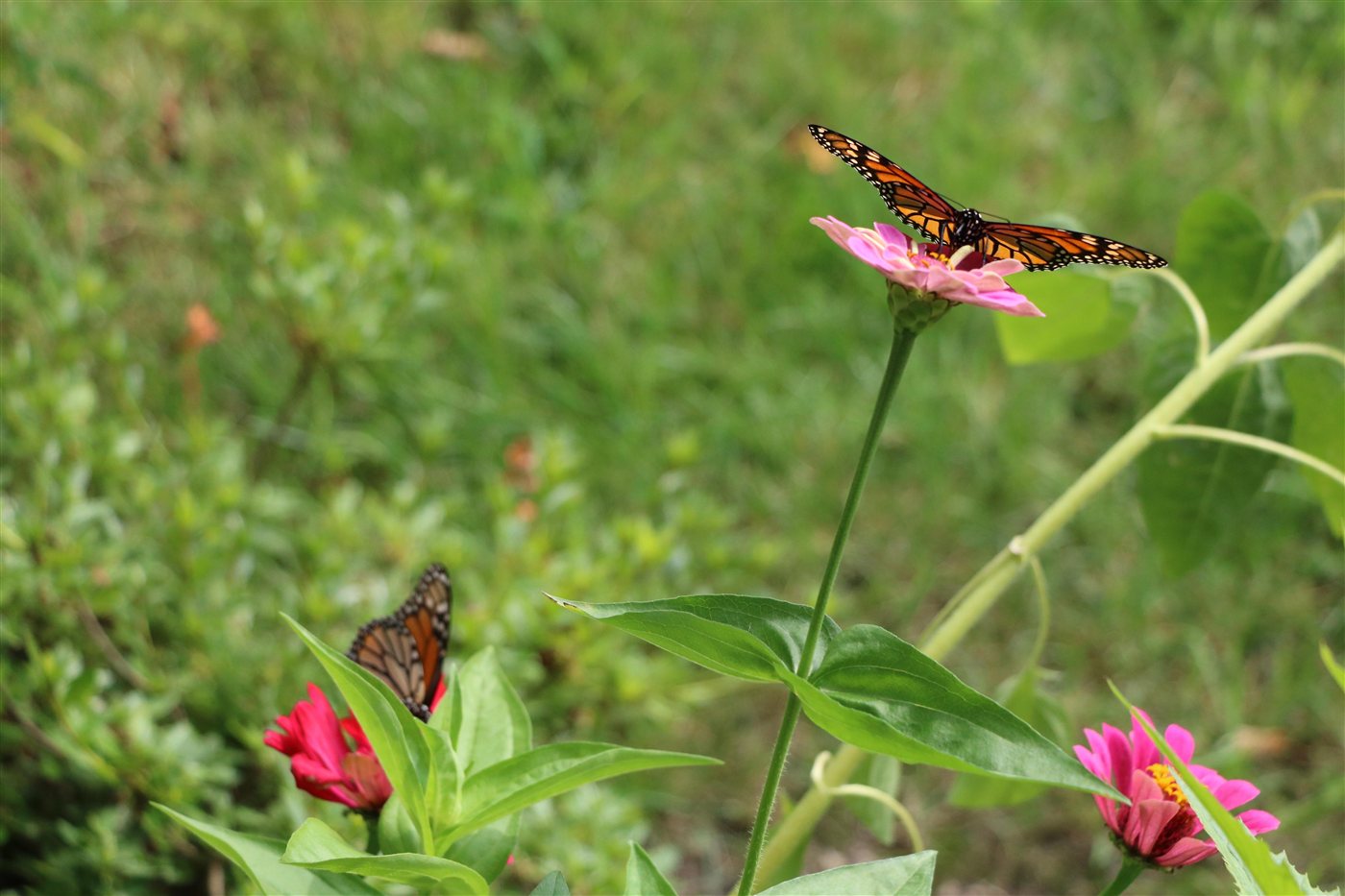 Monarch on a small pink zinnia in a field