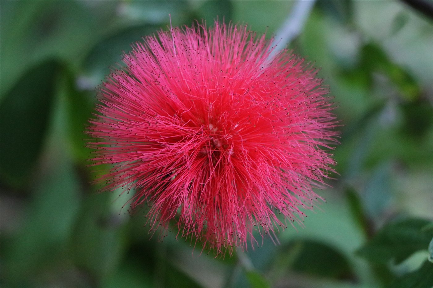 Bright pink powderpuff Calliandra flower
