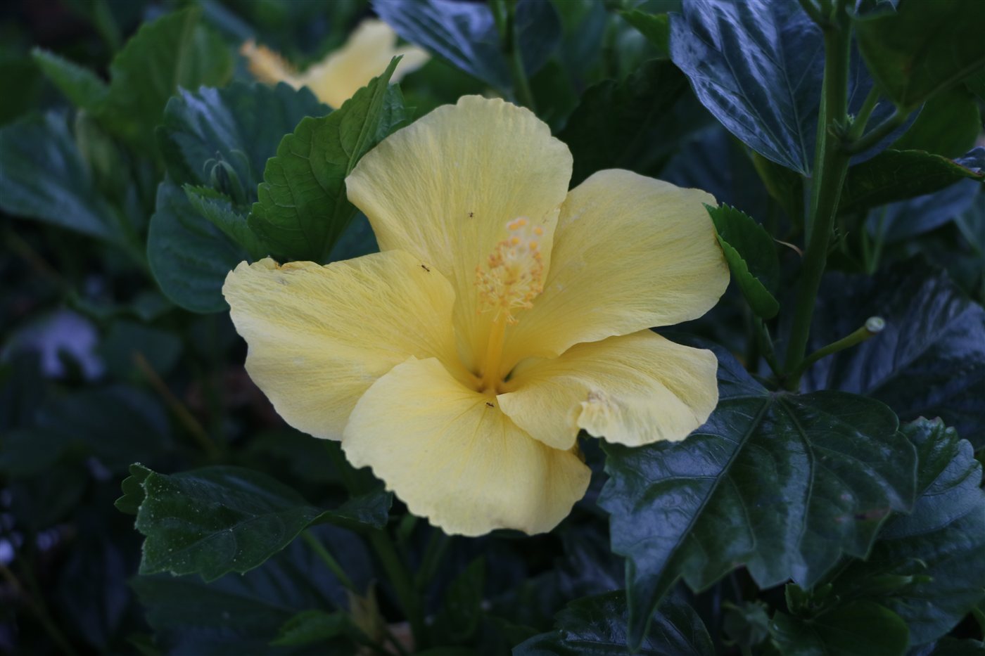 Pale yellow hibiscus flower with a long central stamen